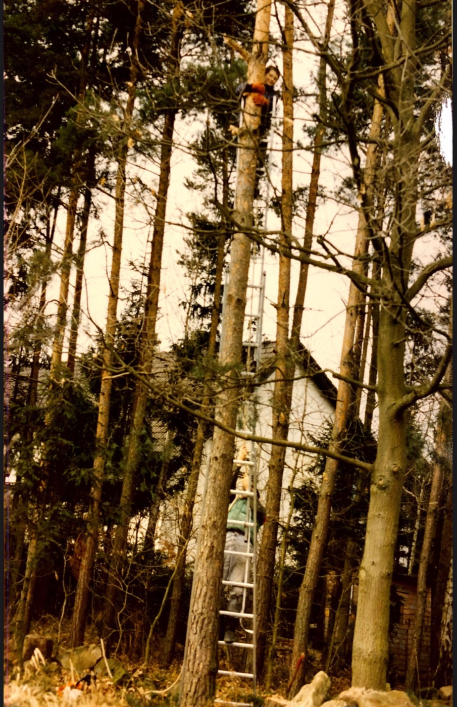 Historische Aufnahme: Baumarbeiter auf einer Leiter im Wald