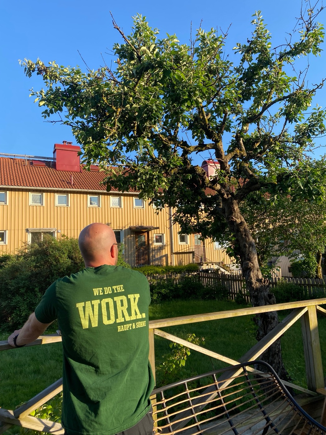 Mitarbeiter mit Shirt der Aufschrift „We do the work – Haupt & Söhne“ begutachtet einen Obstbaum im Abendlicht