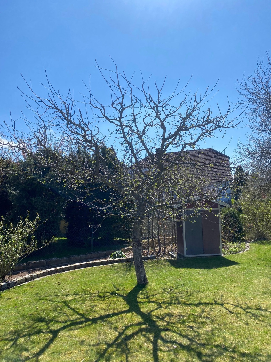 Freistehender Obstbaum auf einer Wiese vor blauem Himmel