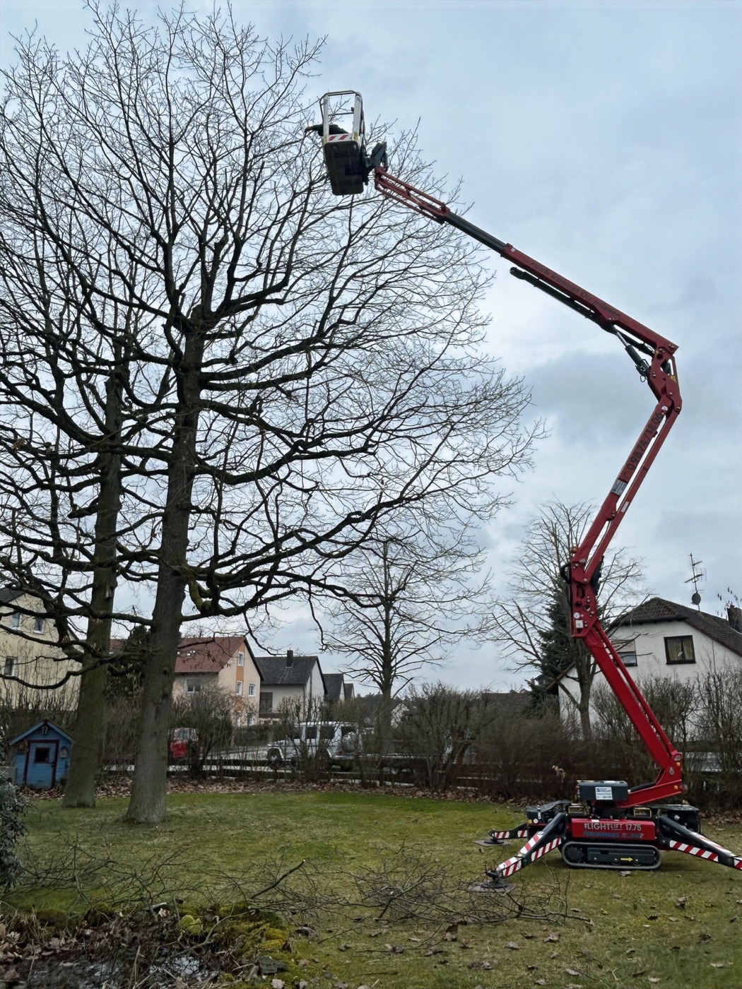 Roter Hubsteiger an einer kahlen Eiche bei einer Problembaumfällung
