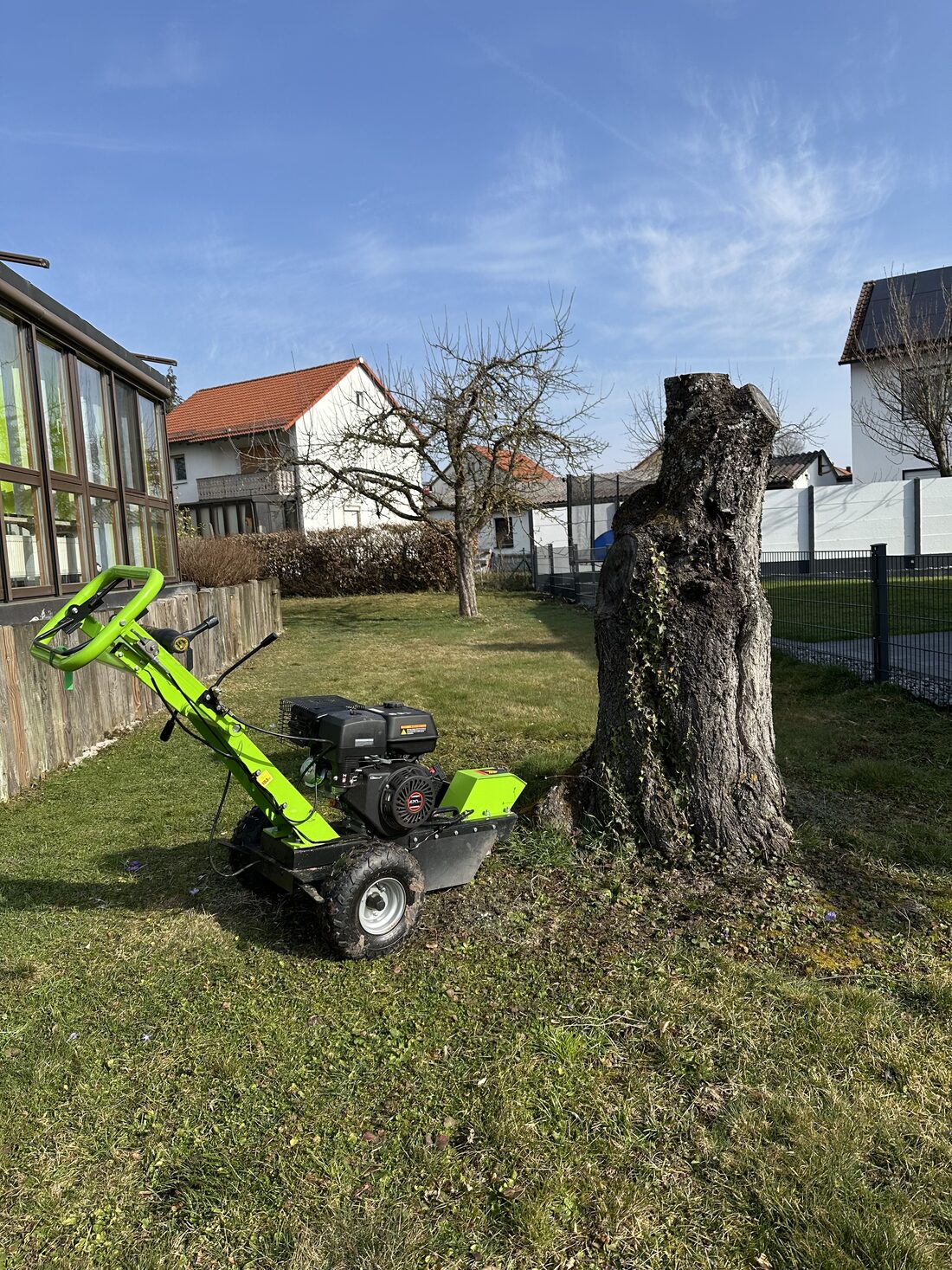Großer Baumstumpf im Garten vor der Entfernung, daneben eine Stubbenfräse